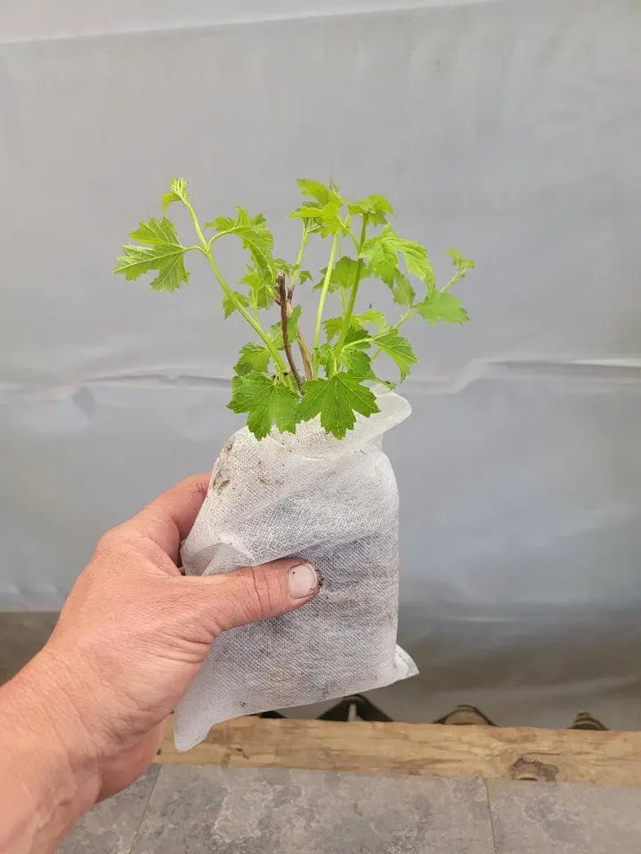 Eastern Snowball bush viburnum Live Plant (1 QT)