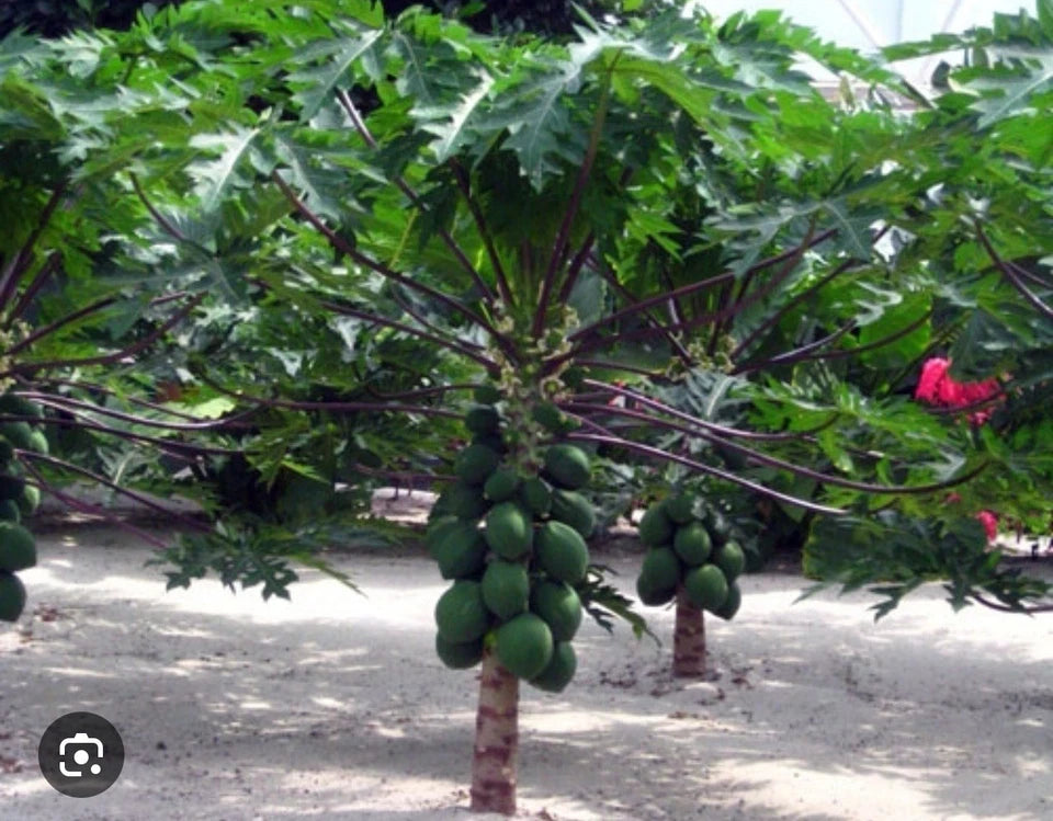 T.R. Hovey Papaya Tree Starter Plant - Small Rooted - Carica papaya - Healthy Well Rooted Plant for Home Garden