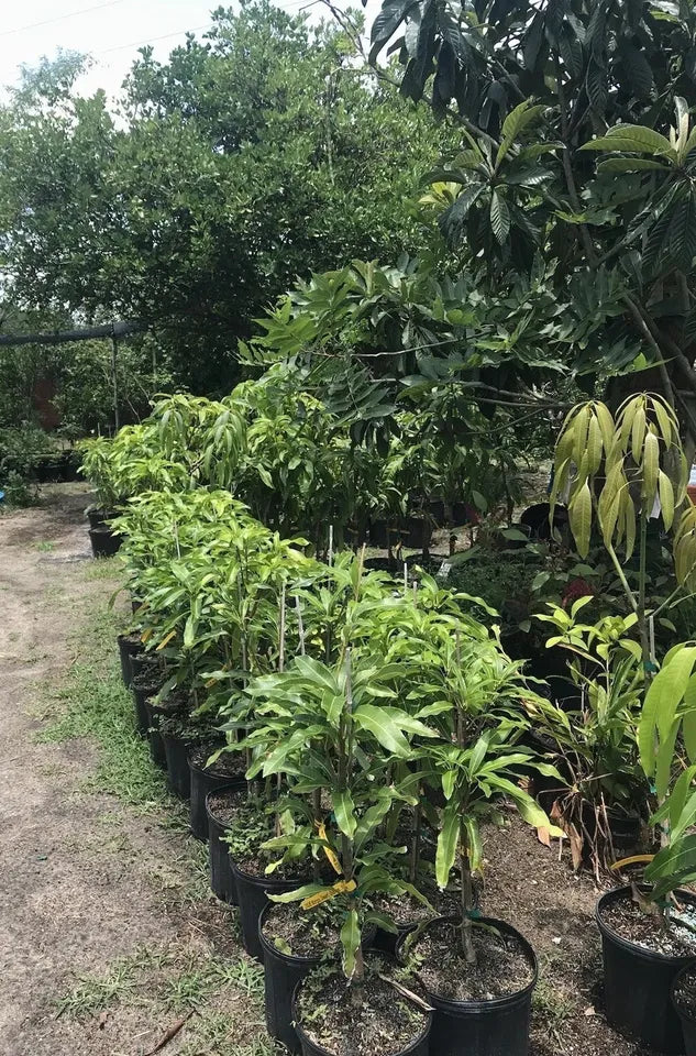 Semi Dwarf MALLIKA Grafted MANGO Tree 3Gal Pot