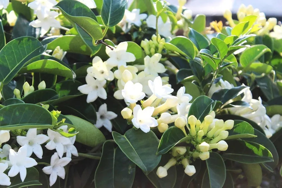 5 SEEDS Stephanotis floribunda Madagascar jasmine vine rare fragrant flower seed