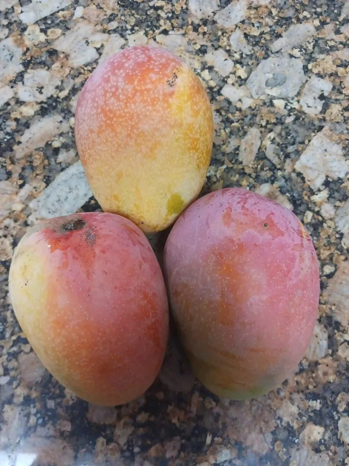 RAPOZA Grafted MANGO Tree 3Gal Pot