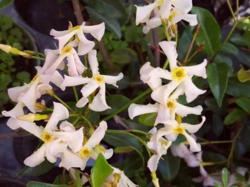 ONE Live Plant Fragrant Flowers Spring to Fall PINK SHOWERS Confederate Jasmine Vine