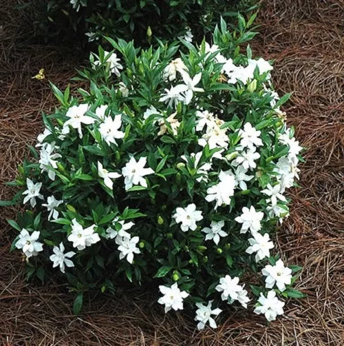 (2.5 QT) Frost Proof Gardenia ( cape jasmine ) Live Plant