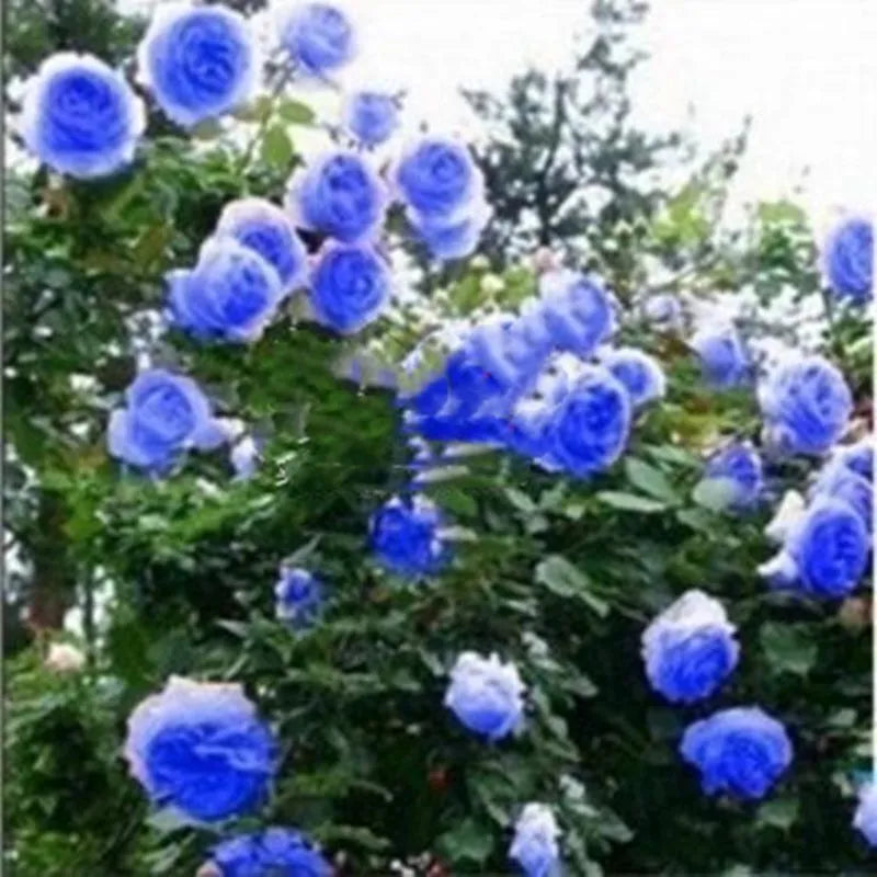 exotic rose seeds 20 CLIMBER ROSE FLOWER SEEDS rare exotic "Blue Violet" – Sejahtera Seeds and Bulbs