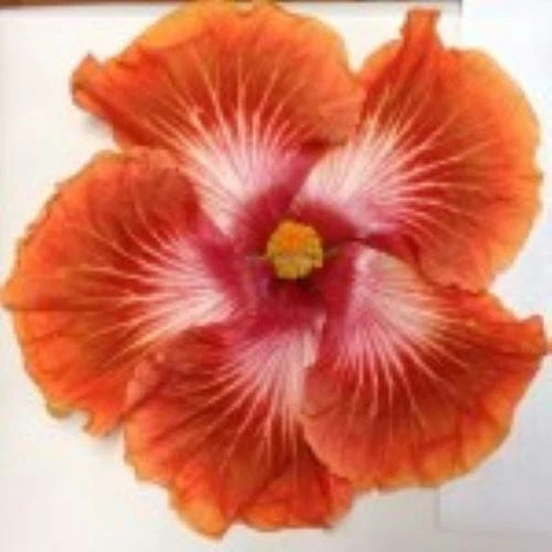 Rooted Tropical Hibiscus Plant - Flashy Cajun - Exotic Hibiscus - Hibiscus rosa-sinensis - Ships Bare Root