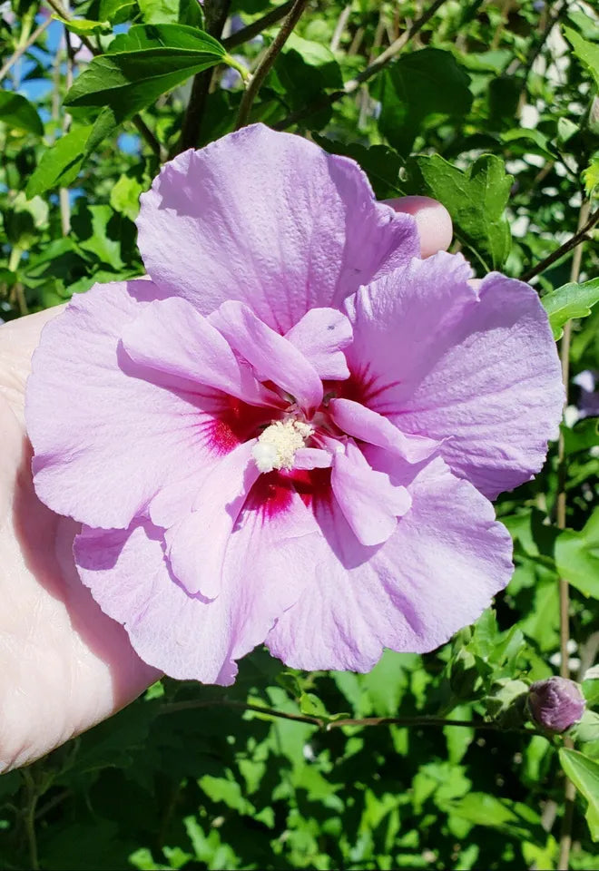 100 Double Bloom Lavender Rose of Sharon Hibiscus Perennial Seeds