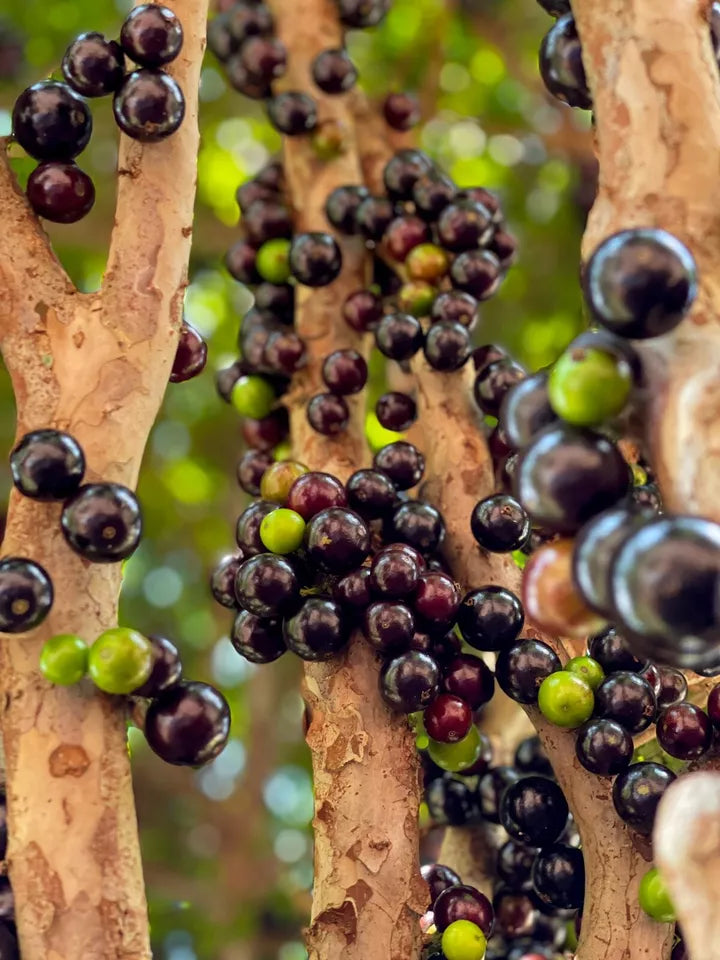 ONE Jaboticaba Plinia Cauliflora Brazilian Sabara Grape Seedling Plant Fruit Tree