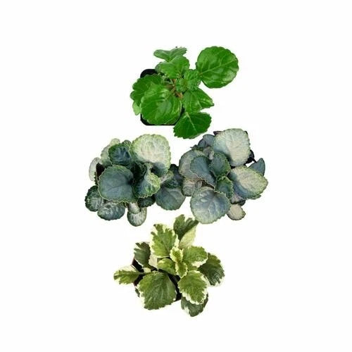 Plectranthus Swedish Ivy Starter Plant - Assorted Varieties - Rooted Houseplant for Indoor Decoration - Non-Toxic & Easy Care