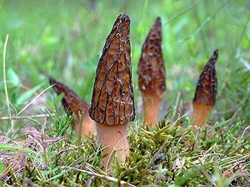Black Morel Mushroom Spores Grow Kit - Sawdust Bag, True Black Morel (Morchella) - Grow Your Own Mushrooms, Ships Free