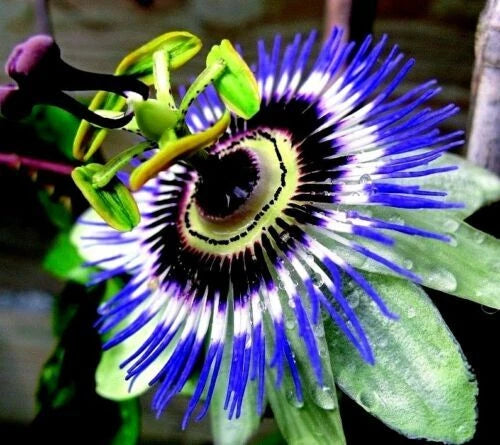 Hardy Blue Crown Passion Flower Plant - Small Rooted Starter - Passiflora caerulea - Climbing Vine for Garden or Trellis