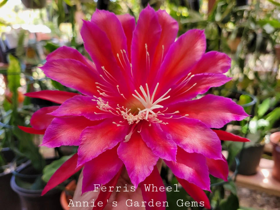 Epiphyllum Cuttings - Unrooted 8-10 Inches - Ferris Wheel Variety (Epiphyllum) - Fresh Dark Orange & Magenta Blooms