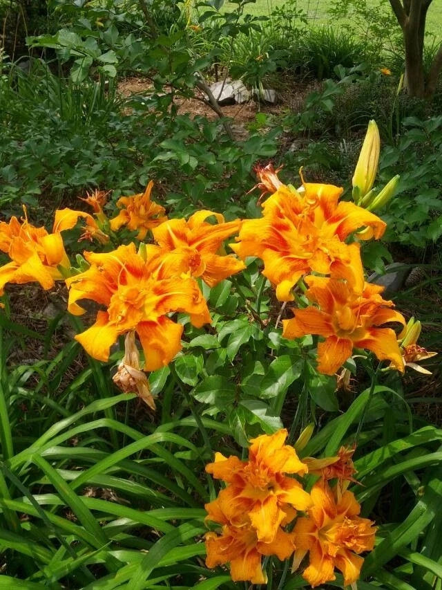 Kwanso Daylily Live Plants - 5 Bare Root Established Plants, Multicolor Blooms, Hemerocallis 'Kwanso'