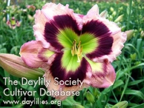 Daylily Live Plant - 6" Blooming High Definition Pink with Maroon Eye (Hemerocallis) - Reblooms, Fragrant, Semi-Evergreen