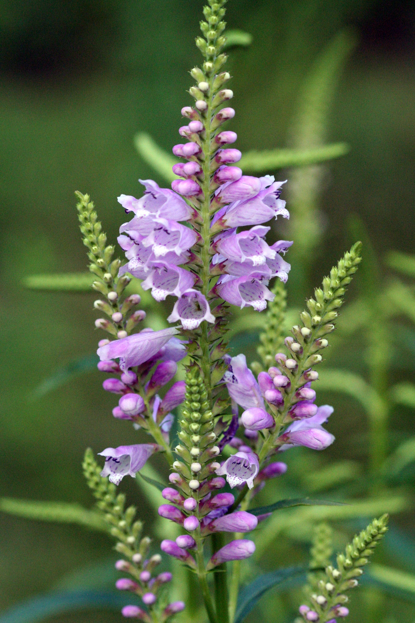 Obedient Plant (Physostegia virginiana)