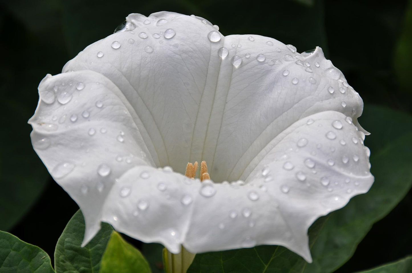 Sacred Datura Sacred Thorn-apple (Datura wrightii)