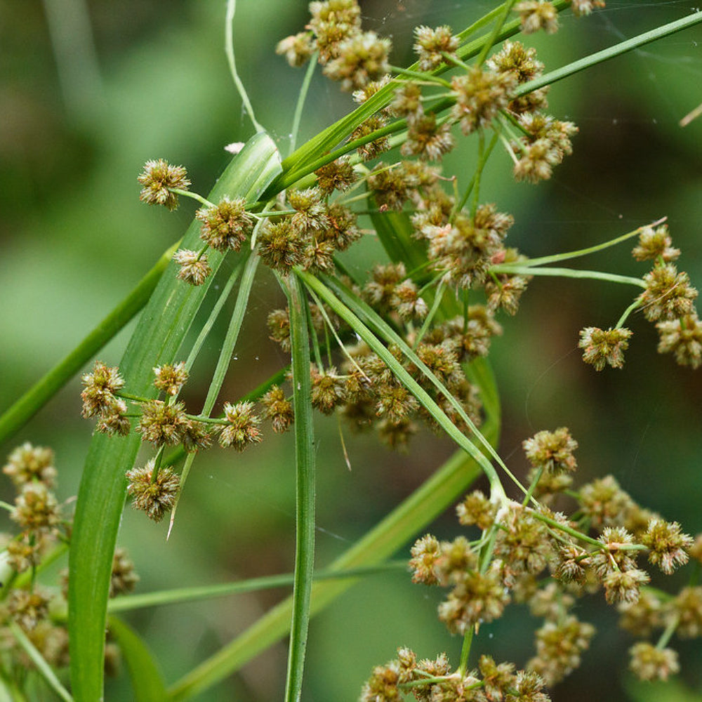 Dark Green Bulbrush Dark Bulrush Rush (Scirpus atrovirens)
