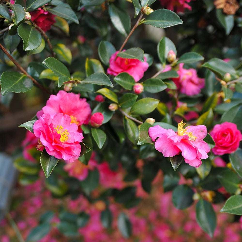 Christmas Camellia Sasanqua Yuletide Camellia (Camellia sasanqua)