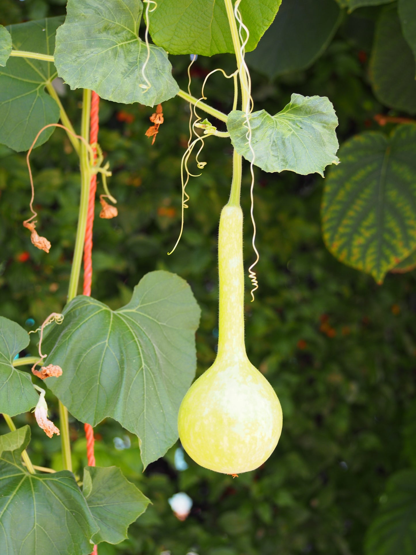 Bottle Calabash Ipu (Lagenaria siceraria)
