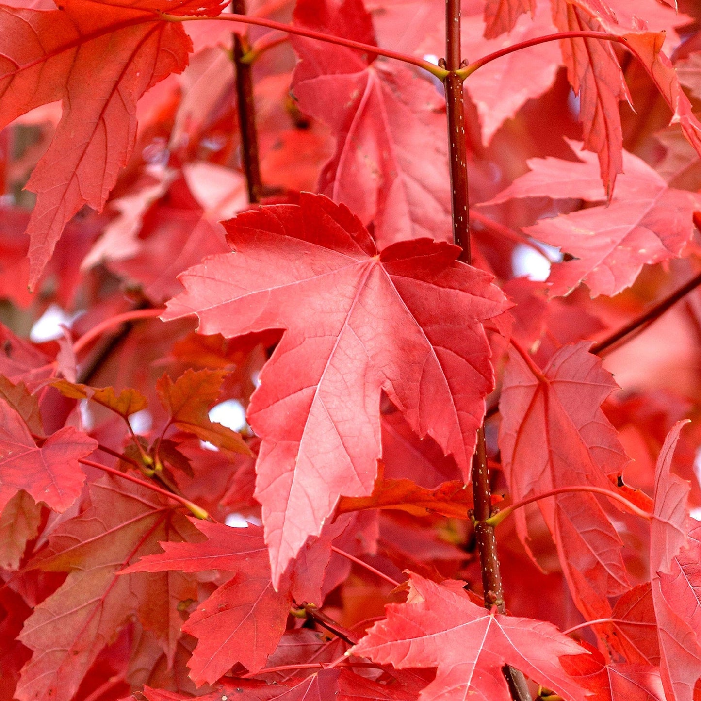 Freeman Freemans Maple (Acer x freemanii dry seed)