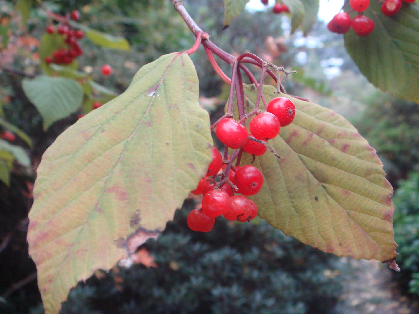 Birch-leaved Viburnum (Viburnum betulifolium)