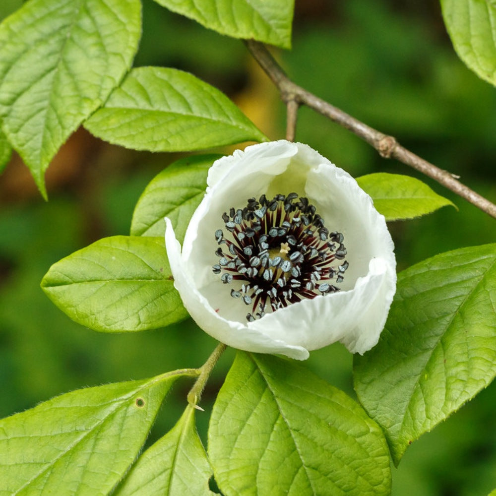 Silky Camellia Silky Stewartia Stewartia (Stewartia malacodendron)