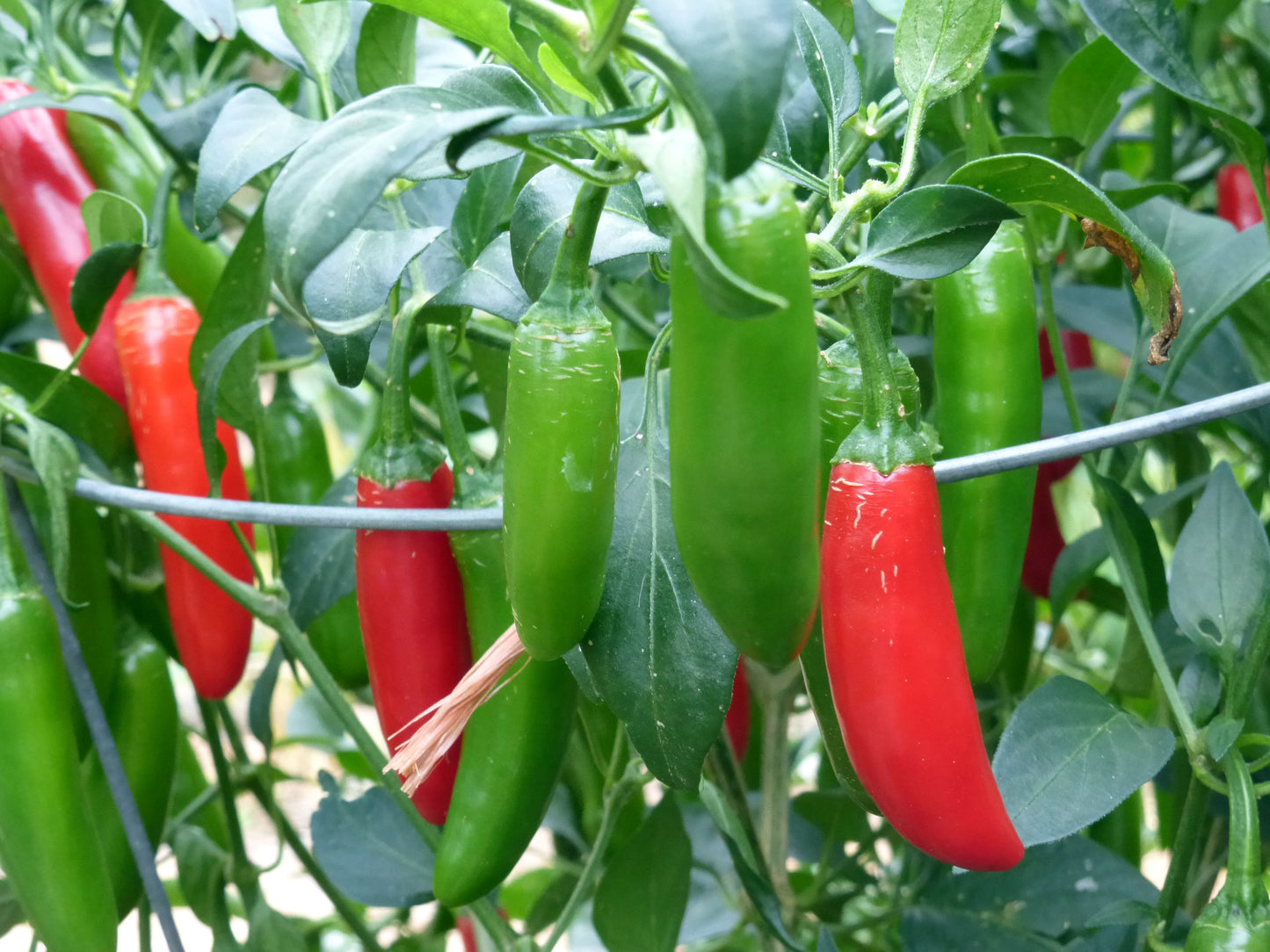 Serrano Pepper (Capsicum annuum 'Serrano')