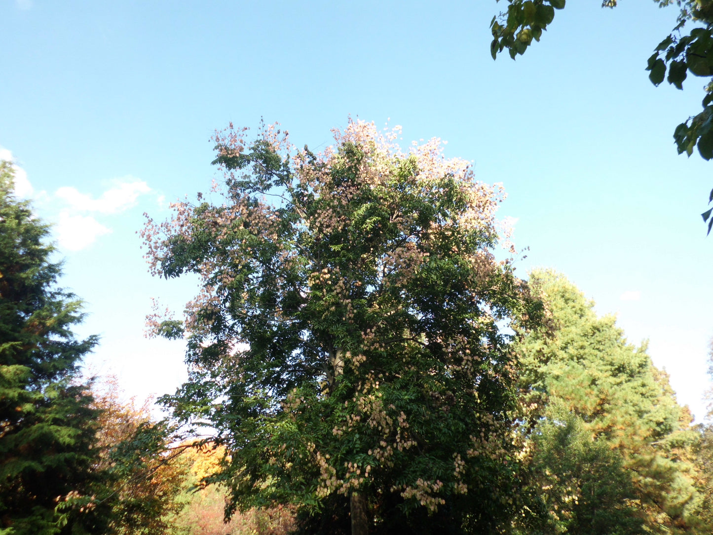 Chinese Flame Tree Golden Rain Tree (Koelreuteria bipinnata)