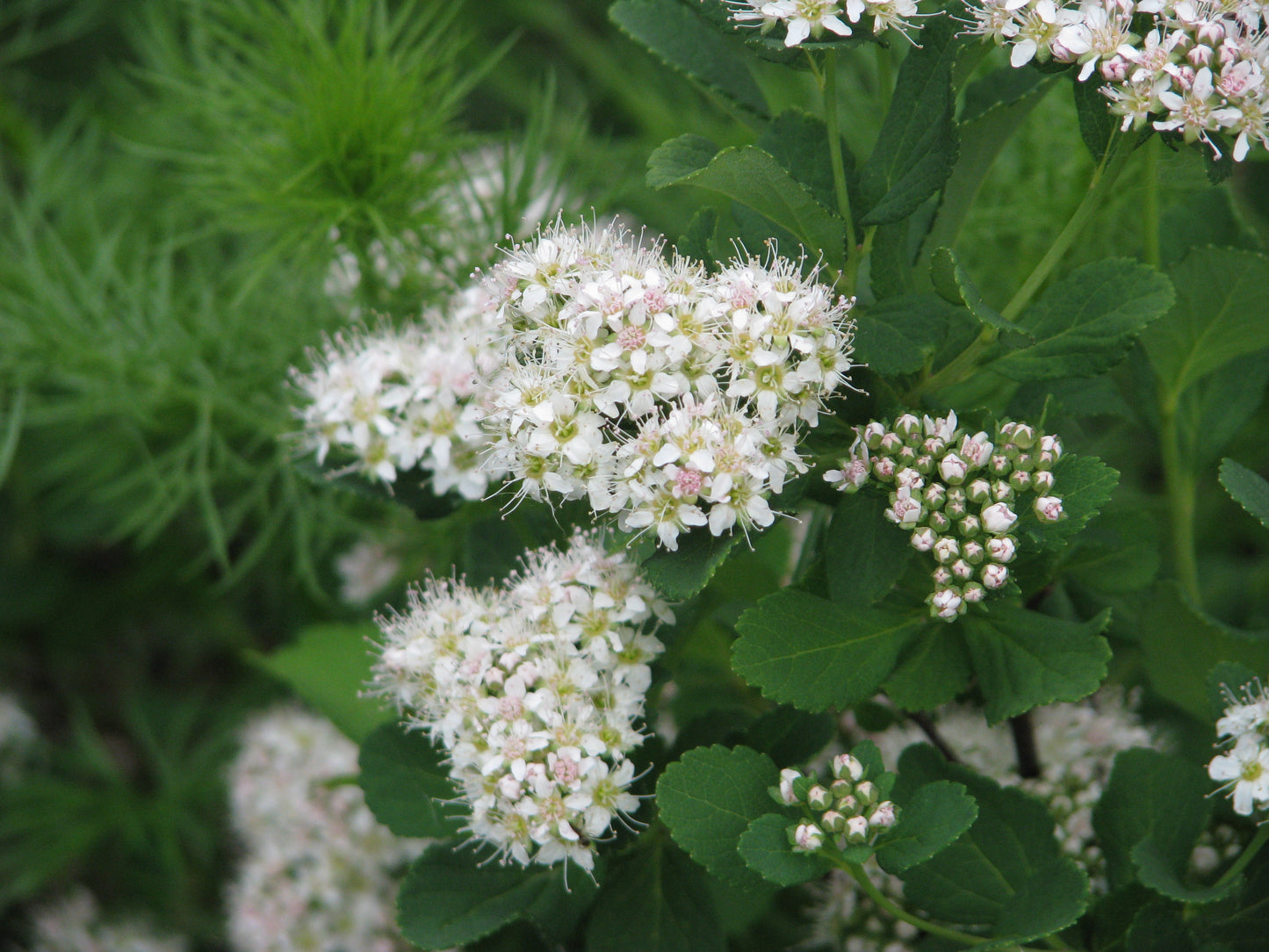 White Spirea (Spiraea betulifolia)