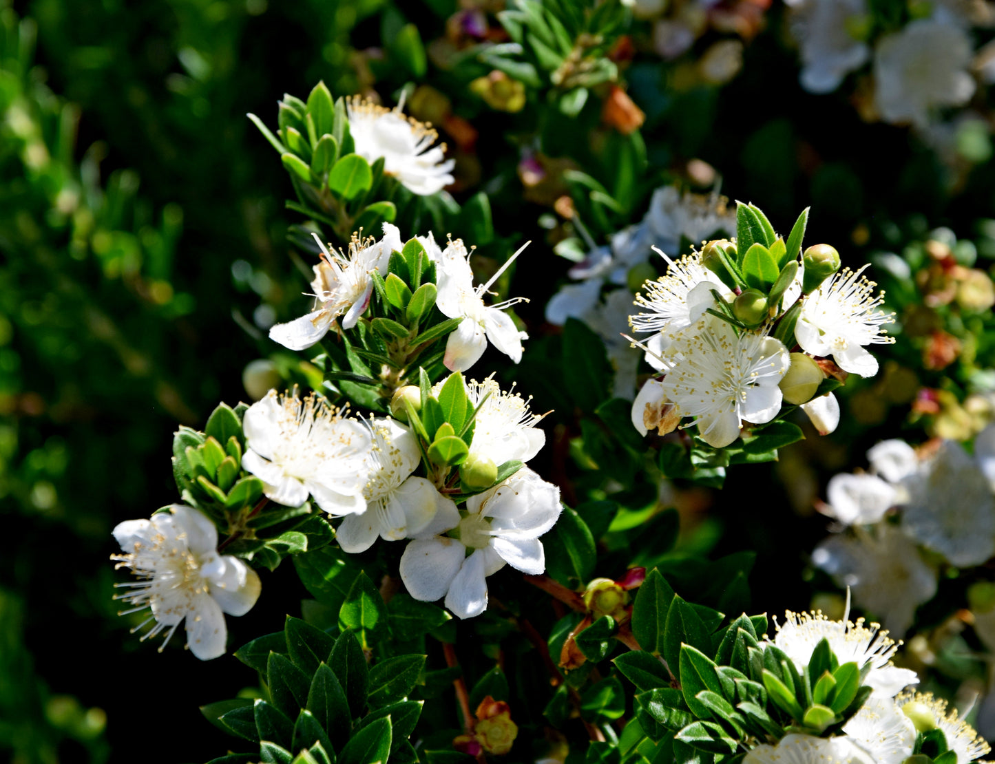 Common Myrtle (Myrtus communis)