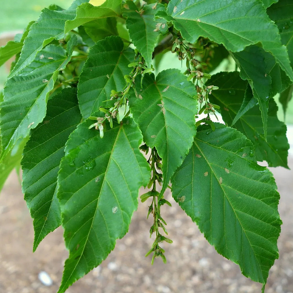 David Maple (Acer davidii)