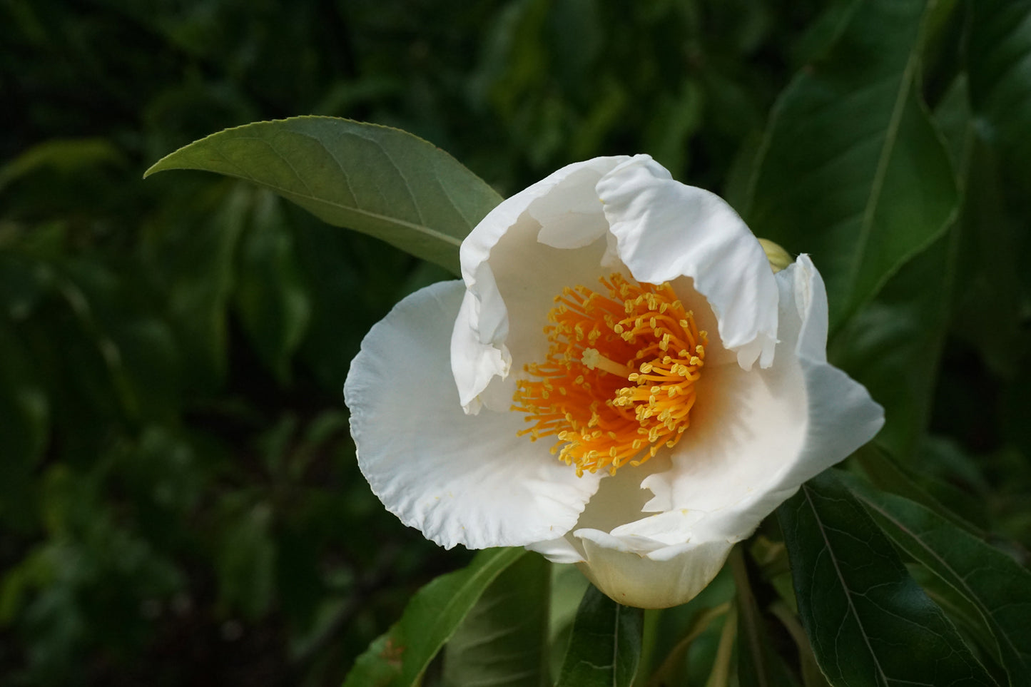 Franklin Franklinia (Franklinia alatamaha)