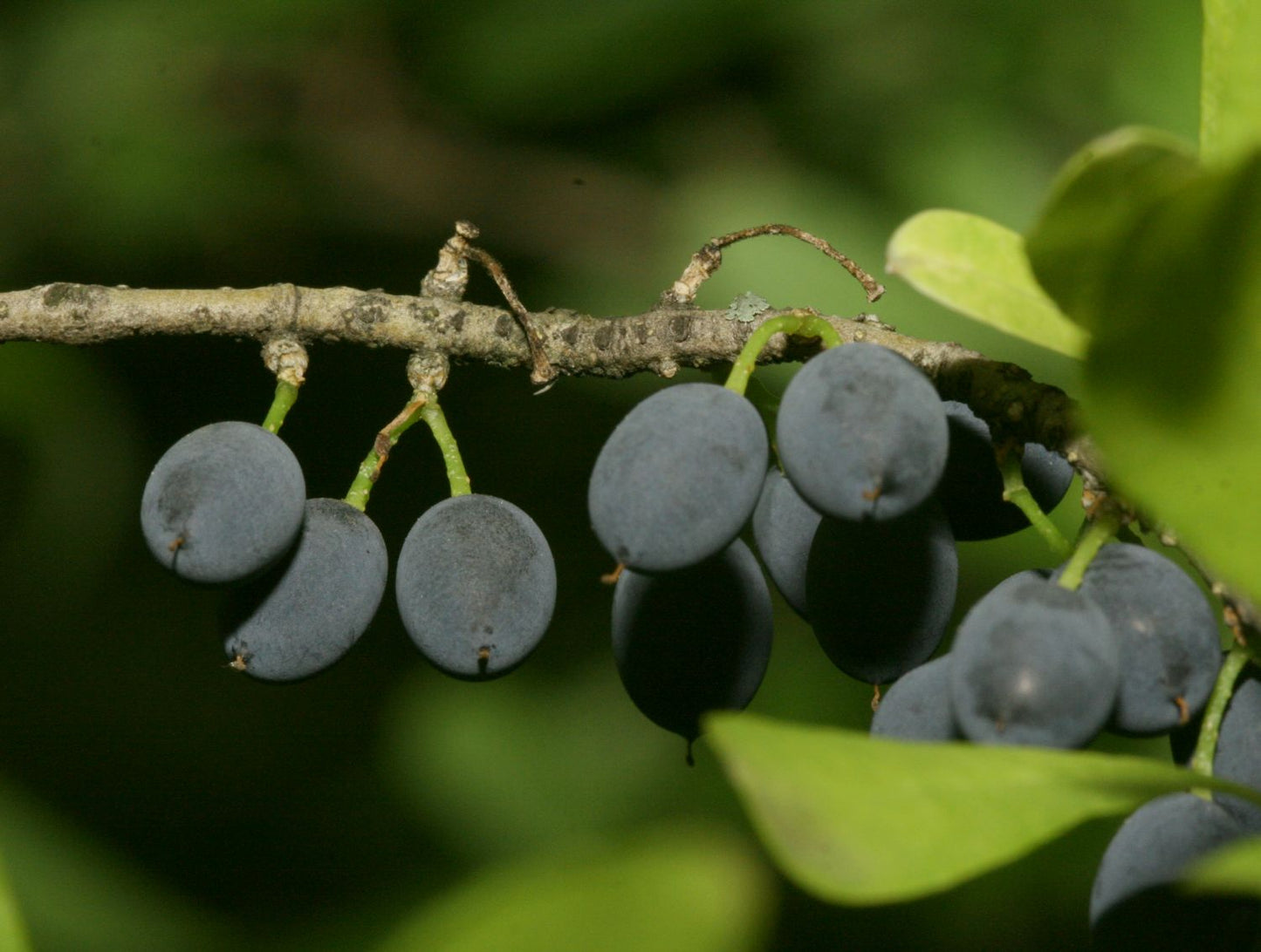 Desert Olive Privet Olive (Forestiera neomexicana)