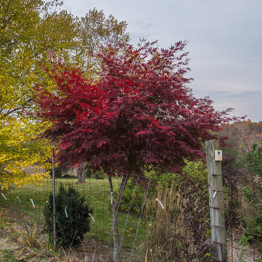 Sumi Nagashi Suminagashi Maple (Acer palmatum ssp. matsumurae 'Suminagashi' dry seed)