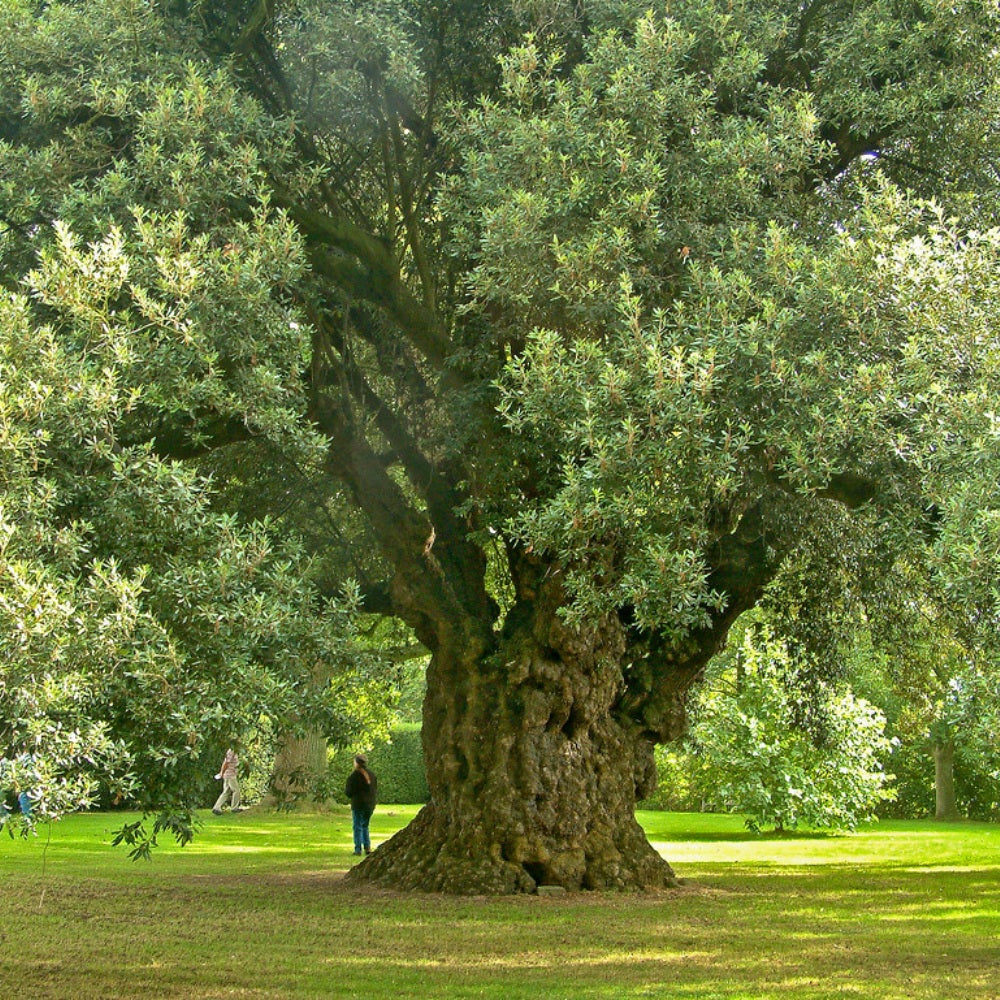 Yunnan Evergreen Oak (Quercus schottkyana)