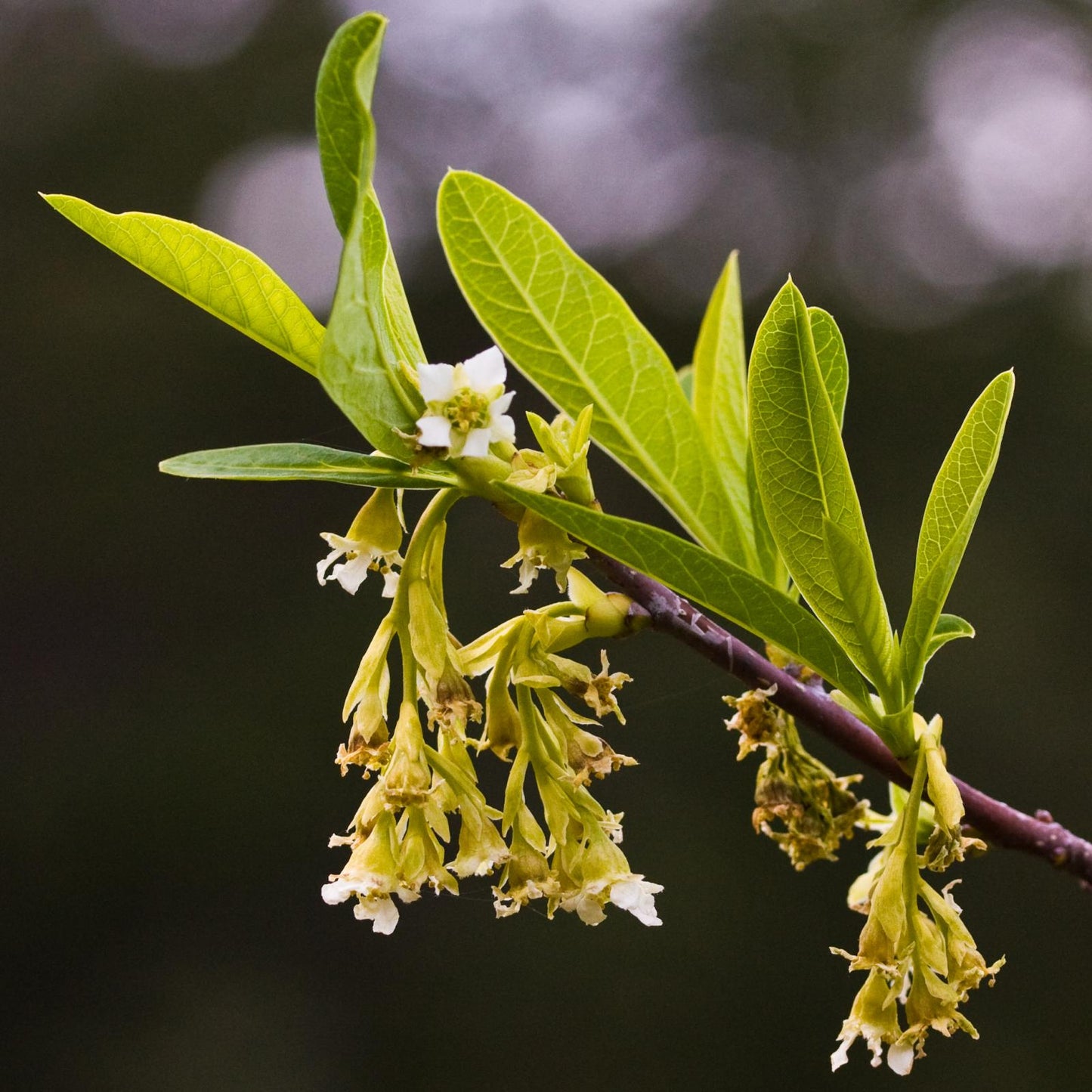 Indian Plum Oso Berry (Oemleria cerasiformis)