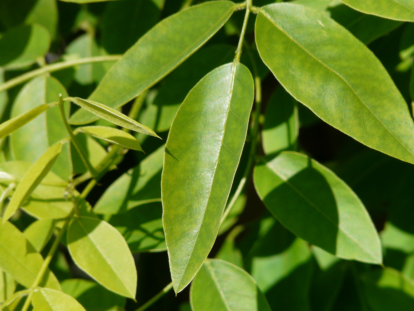 Japanese Pagoda Tree (Styphnolobium japonicum)