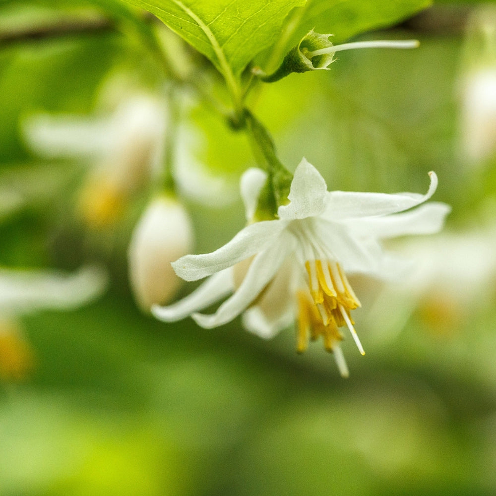 American Snowbell Mock Orange (Styrax americanus)