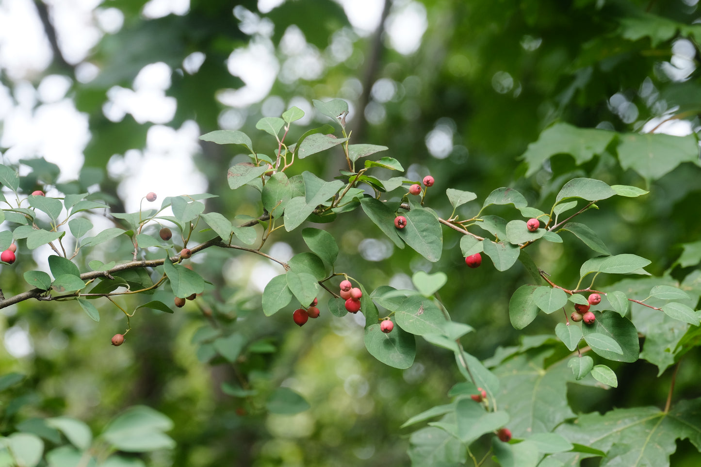 Many-flowered Cotoneaster (Cotoneaster multiflorus)