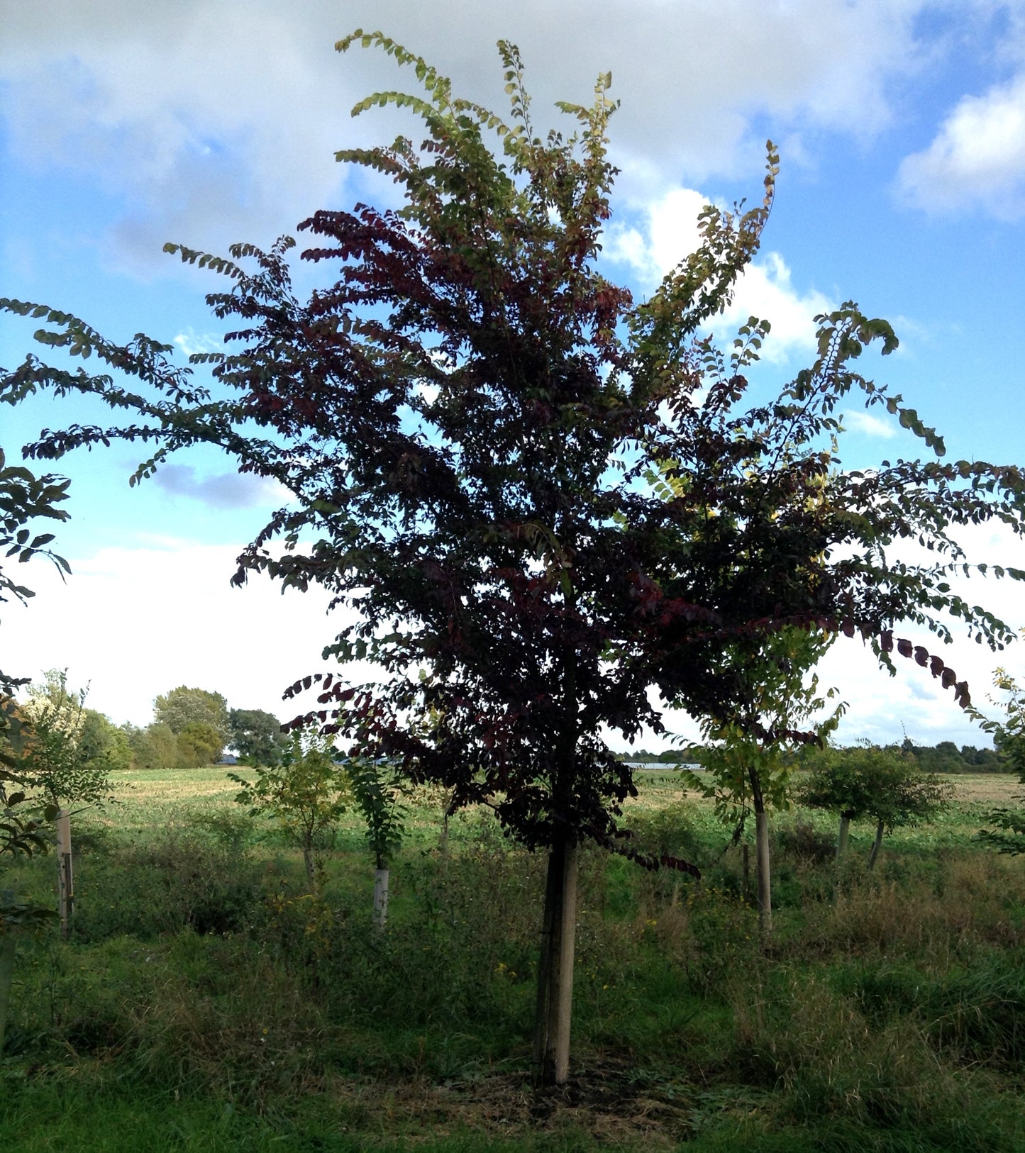 Chinese Corkbark Elm Lacebark Elm (Ulmus parvifolia 'Elsmo')