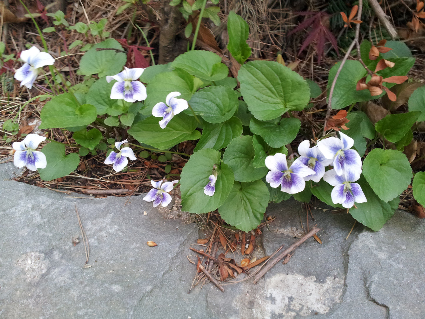 Butterfly Violet Violet (Viola sororia)