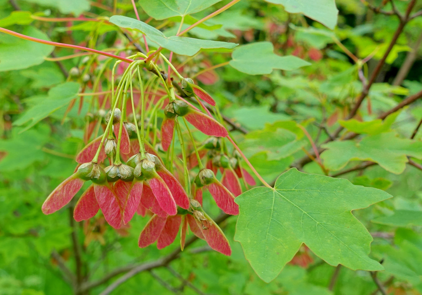 Balkan Maple Hyrcanum Maple (Acer hyrcanum)