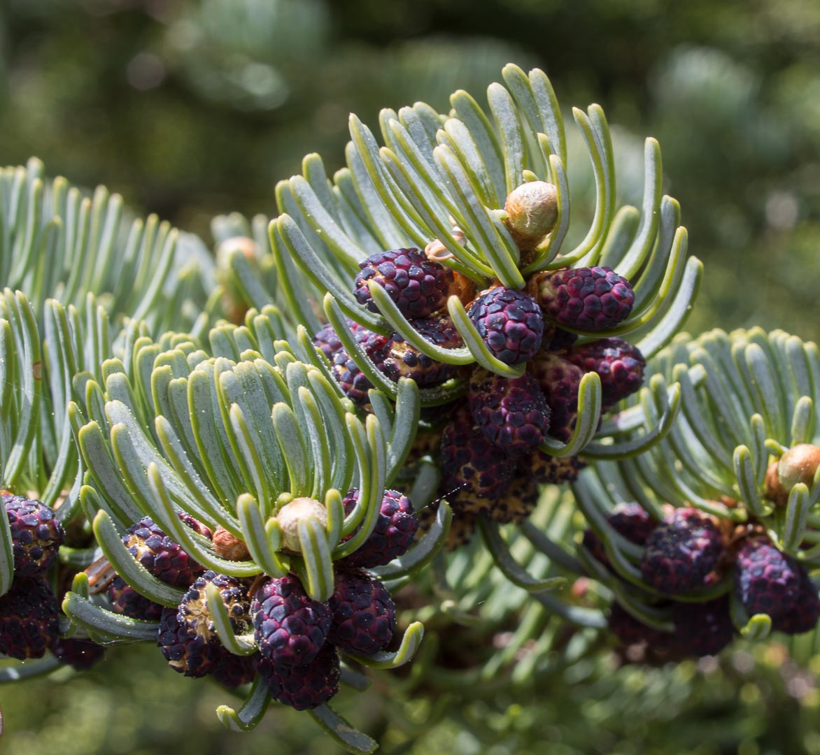 Subalpine Fir (Abies lasiocarpa)