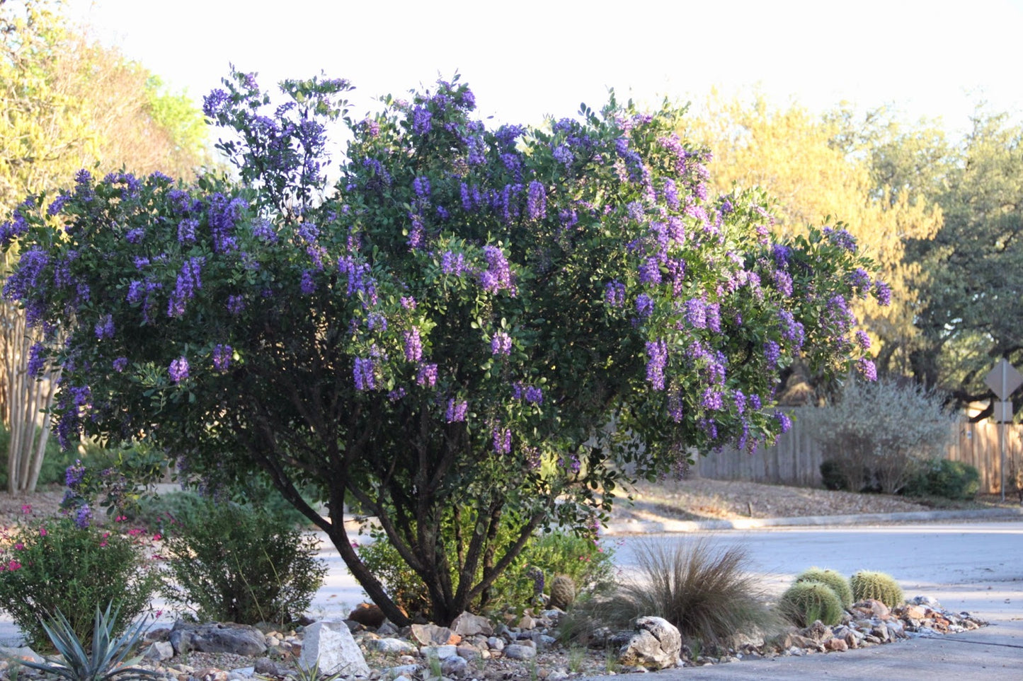Frijolillo Frijolito Mescal Bean Texas Mescalbean Mountain Laurel (Sophora secundiflora)