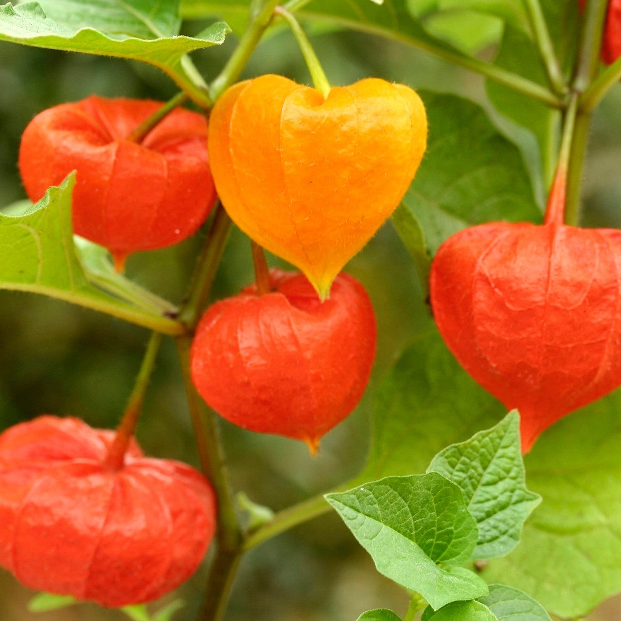 Chinese Lantern Strawberry Groundcherry Winter Cherry (Physalis alkekengi)