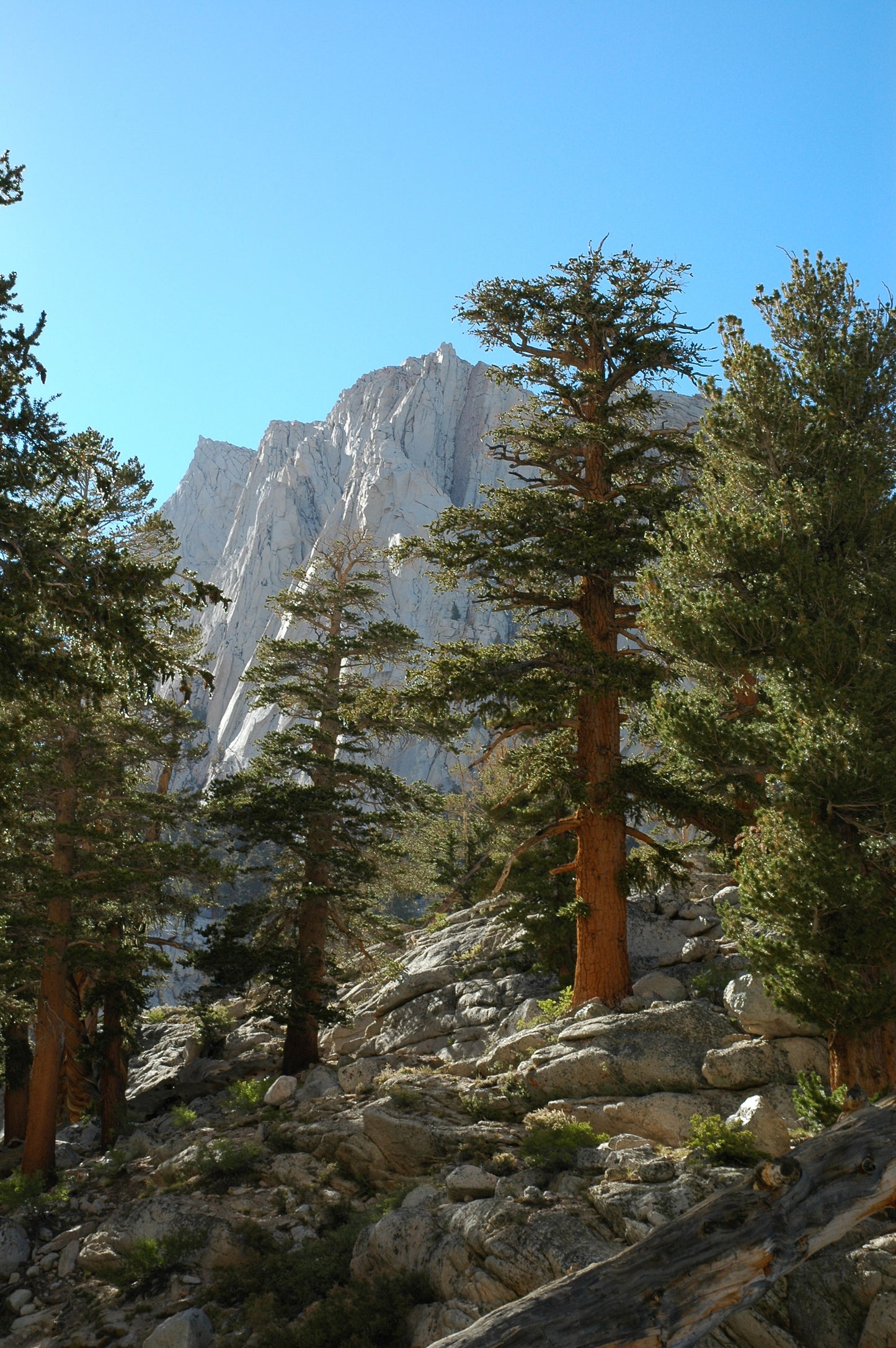 Foxtail Pine (Pinus balfouriana)