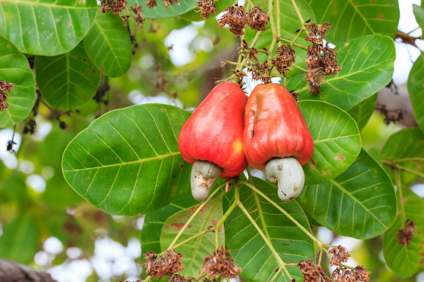 Cashew (Anacardium occidentale)