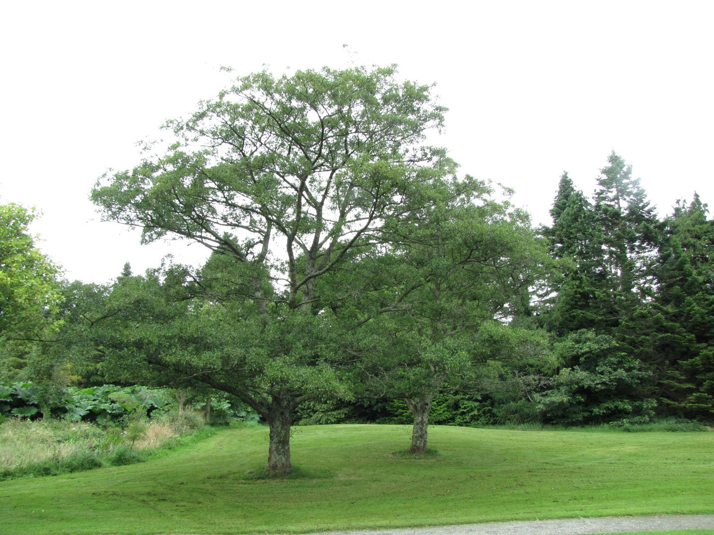 European Alder (Alnus glutinosa)
