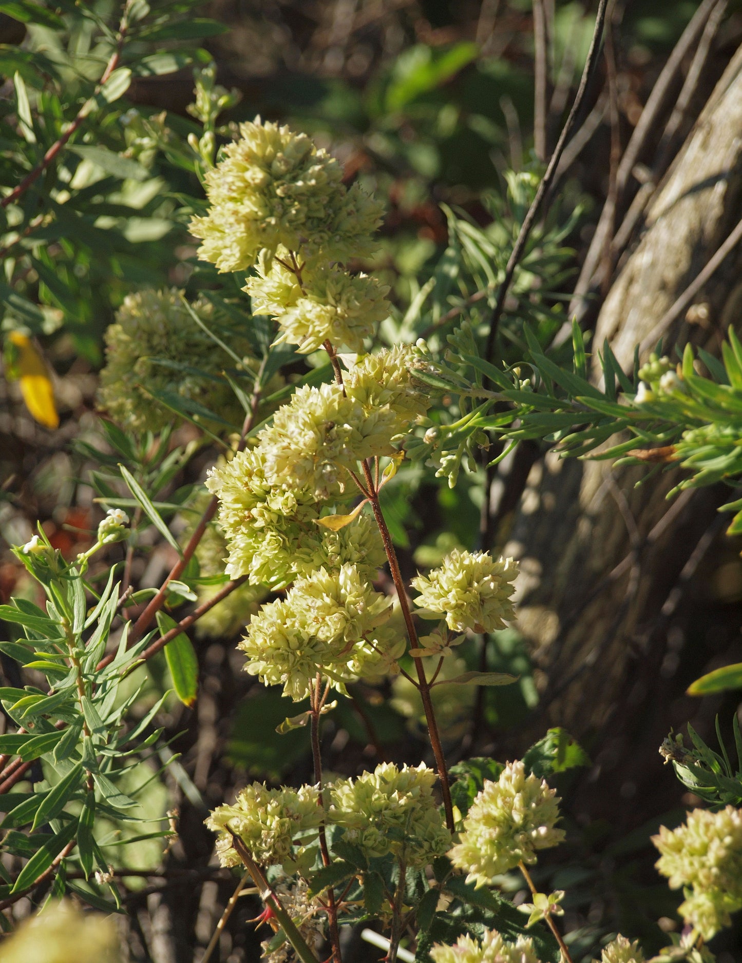 Oregano (Origanum vulgare var. Virens)