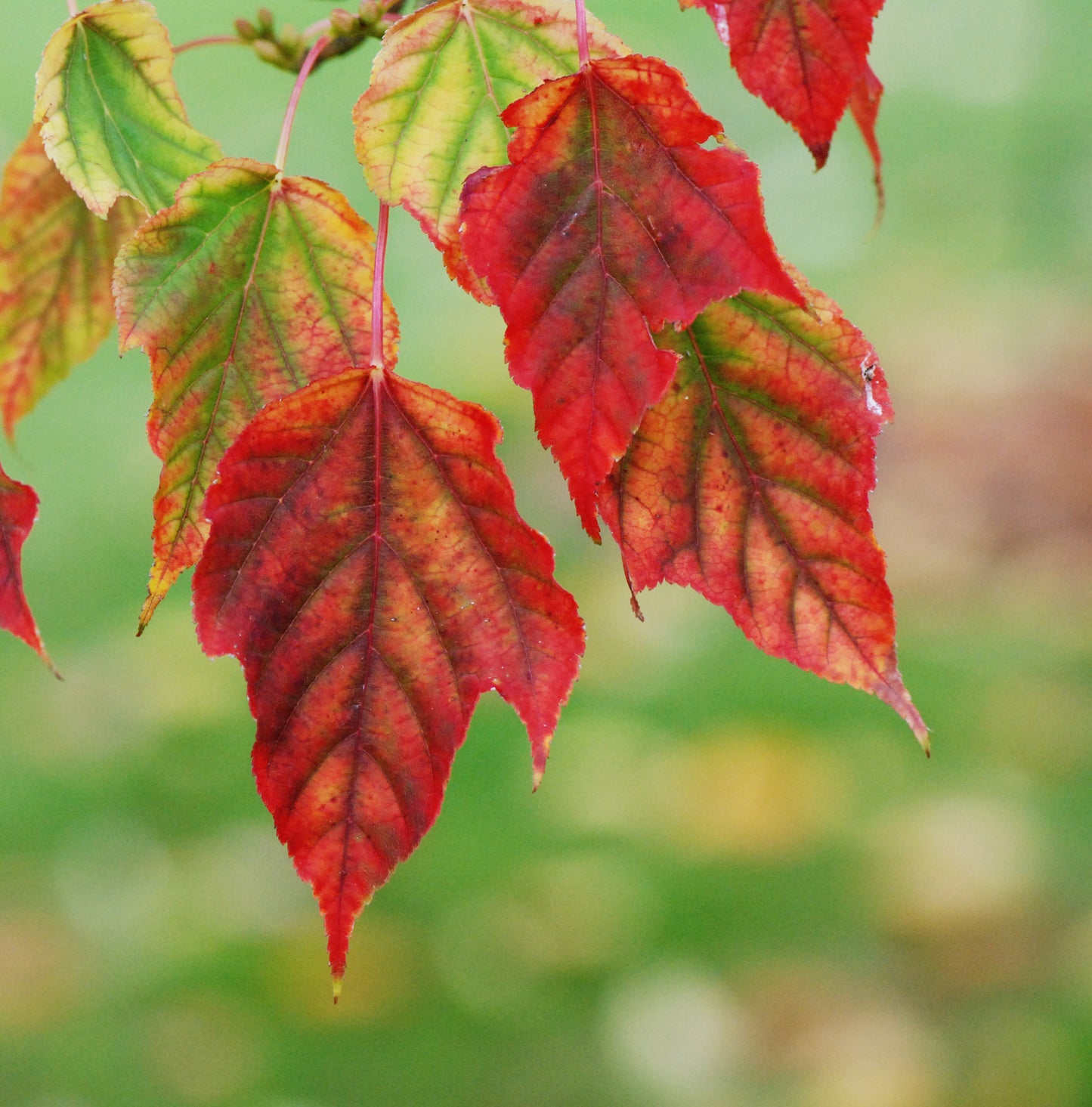 Herss Maple (Acer davidii ssp. grosseri 'Hersi' China)