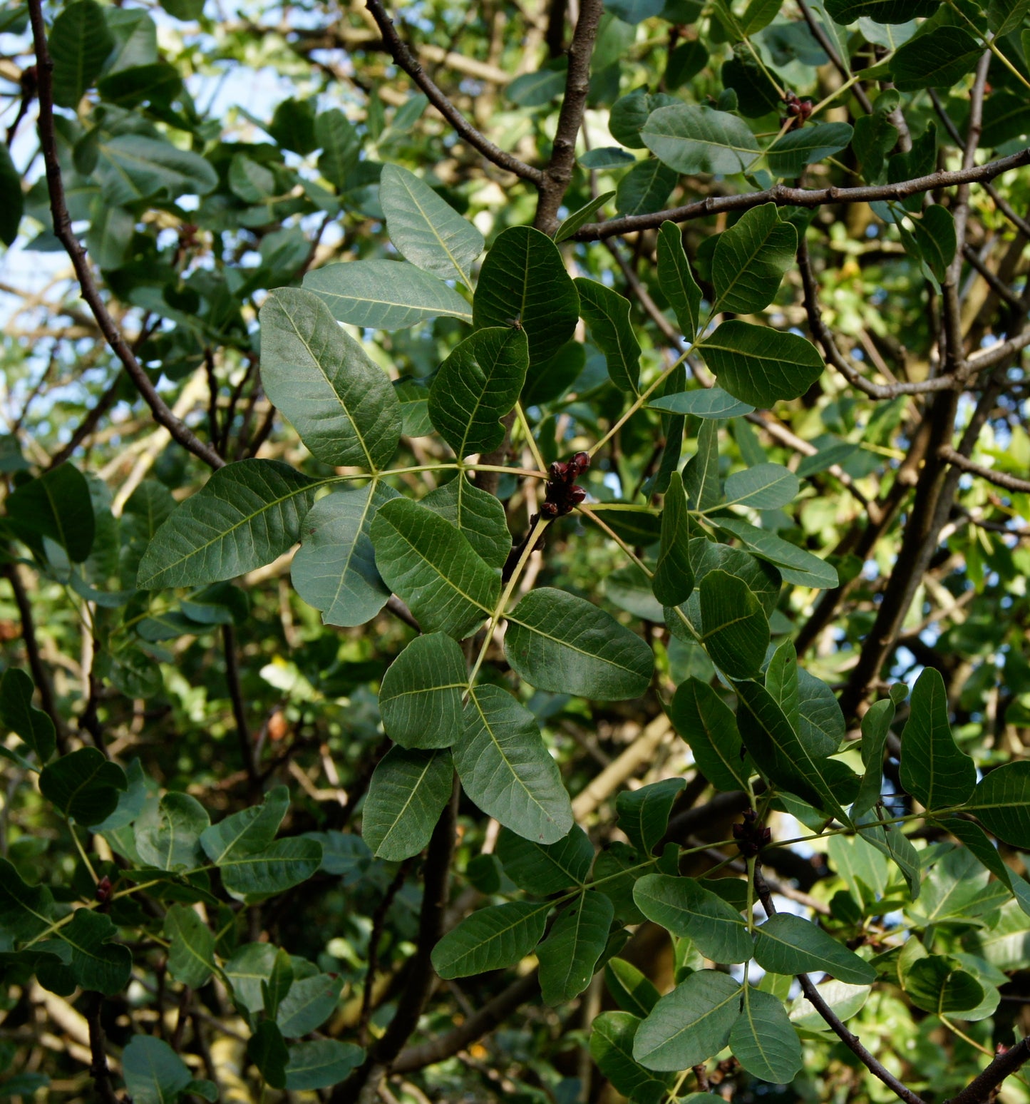 Pistachio Pistachio Nut (Pistacia vera)